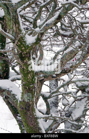 Eine schneebedeckte Weißdorn Baum Stockfoto