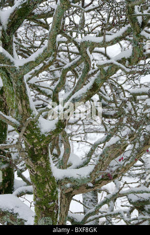 Eine schneebedeckte Weißdorn Baum Stockfoto