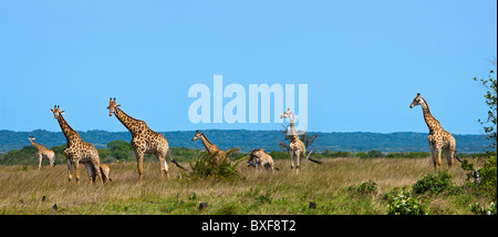 Giraffen (Giraffa Plancius) in den westlichen Ufern des Isimangaliso Wetland Park (Greater St. Lucia Wetland Park) Stockfoto