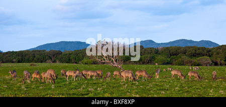 Große Kudu am östlichen Ufer mit typischen bewachsenen Dünen im Hintergrund Stockfoto