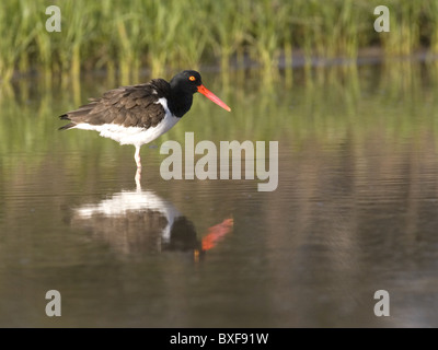 Amerikanischer Austernfischer stehend im Wasser mit Reflexion Stockfoto