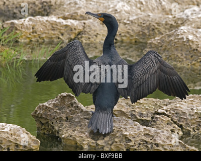 Doppel-crested Kormoran Flügel trocknen Stockfoto