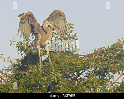 Great Blue Heron mit Flügeln angehoben ausziehen wird vorbereitet Stockfoto