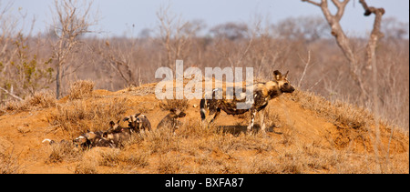 Wildhund (LYKAON Pictus). Frau mit Welpen an Den. Krüger-Nationalpark. Mpumalanga. Südafrika. Stockfoto