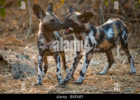 Wildhund (LYKAON Pictus). Welpen spielen. Mashatu Wildreservat, Northern Tuli Game Reserve, Botswana. Stockfoto