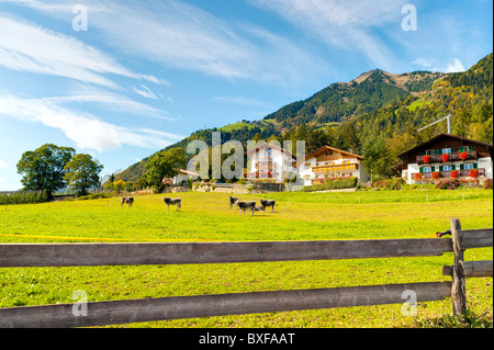 Weide-Feld in Südtirol, Trentino Alto Adige, Italien Stockfoto