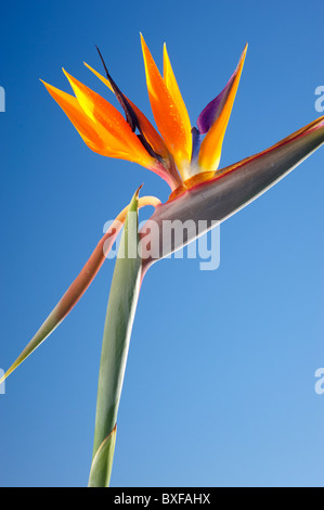 Paradiesvogel Blume Stockfoto