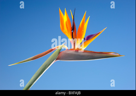 Paradiesvogel Blume Stockfoto