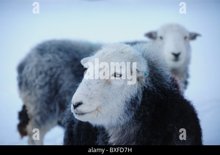 Herdwick Schafe im Winter im englischen Lake District Stockfoto