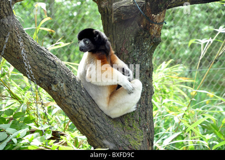 Weißer und brauner Sifaka lemur Stockfoto