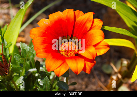 Orange Gazania oder African Daisy. Familie: Asteraceae, Gattung: gazania. Südafrika. Stockfoto