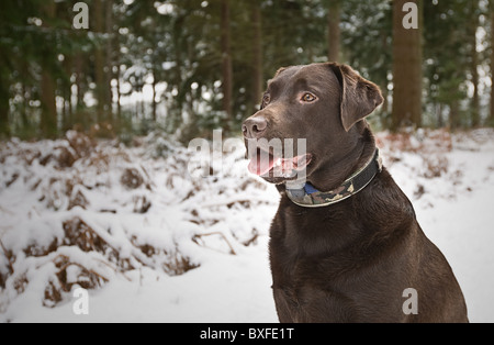 Profil-Schuss eines Erwachsenen Chocolate Labrador in Thetford Wald im Winter Stockfoto