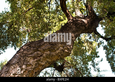 Kork-Eiche, Quercus Suber, Botanischer Garten, Park Borely, Marseille, Frankreich Stockfoto