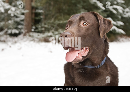 Profil-Schuss eines Erwachsenen Chocolate Labrador in Thetford Wald im Winter Stockfoto