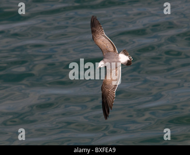 Möwe im Flug über den Ozean Stockfoto