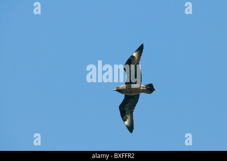 Great Skua - 'Bonxie' (Stercorarius Skua) im Flug Stockfoto