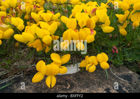 Vogel's – Foot Trefoil (Lotus Corniculatus) Stockfoto