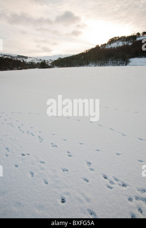 Schaf-Spuren im Schnee Ontop eines gefrorenen Rydal Wasser im Lake District, Großbritannien, während der Dezember 2010 Kälteeinbruch. Stockfoto