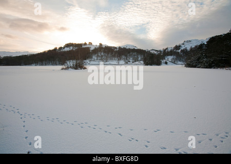 Schaf-Spuren im Schnee Ontop eines gefrorenen Rydal Wasser im Lake District, Großbritannien, während der Dezember 2010 Kälteeinbruch. Stockfoto