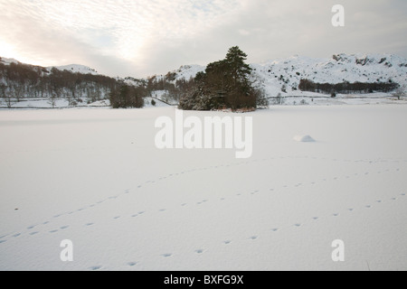 Schaf-Spuren im Schnee Ontop eines gefrorenen Rydal Wasser im Lake District, Großbritannien, während der Dezember 2010 Kälteeinbruch. Stockfoto