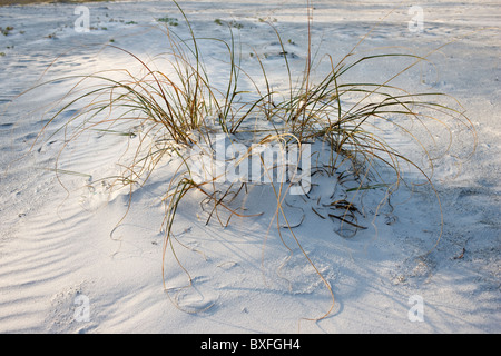 Weißen Sand am unberührten Sandstrand, Anna Maria Island, Florida, Vereinigte Staaten von Amerika Stockfoto