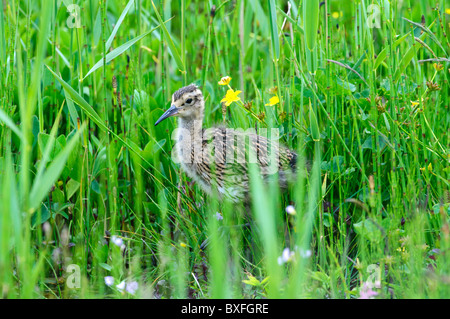 Brachvogel (Numenius Arquata), Küken in der Wiese Stockfoto