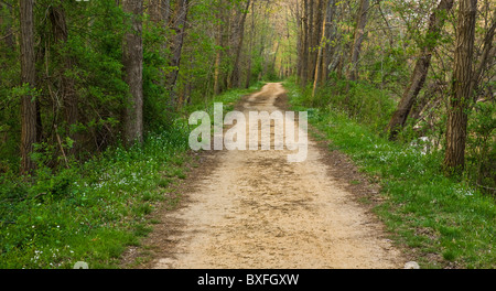 Leerer Pfad, lange Landstraße durch Waldpfadbäume in New Jersey, USA, USA, Landschaft lange Auffahrt Schatten Stockfoto