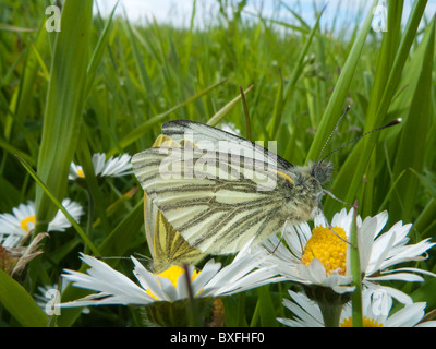 Grün-veined weiß (Pieris Napi) Schmetterling, Paarung paar Stockfoto