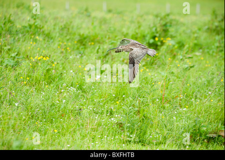 Brachvogel (Numenius Arquata), Erwachsene im Flug Stockfoto