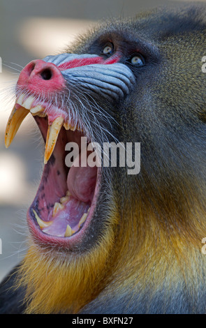 Mandrill zeigt seine Zähne - Mandrillus Sphinx schreien Stockfoto