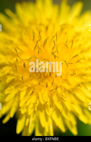 Gemeinsamen Löwenzahn (Taraxacum Officinale) Nahaufnahme Stockfoto