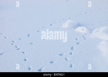 Schaf-Spuren im Schnee auf einem gefrorenen Rydal Wasser, Lake District, Großbritannien. Stockfoto