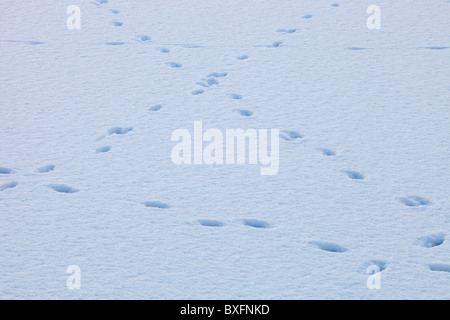 Schaf-Spuren im Schnee auf einem gefrorenen Rydal Wasser, Lake District, Großbritannien. Stockfoto