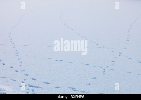 Schaf-Spuren im Schnee auf einem gefrorenen Rydal Wasser, Lake District, Großbritannien. Stockfoto