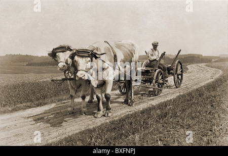 Geographie / deutschland, Landwirtschaft, Farmer mit Ochsenwagen, bei Freising, Bayern, um 1922, Zusatz-Rechteklärung-nicht vorhanden Stockfoto