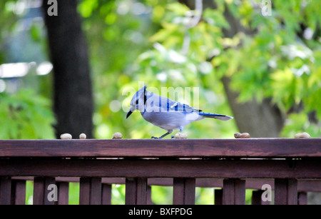 Blue Jay auf Deck Schiene mit Erdnüssen Stockfoto