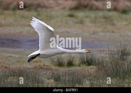 Erwachsenen Singschwan im Flug Stockfoto