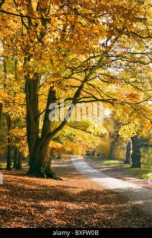 Herbst in Virginia Water, Surrey, UK. Buche Bäume. Stockfoto