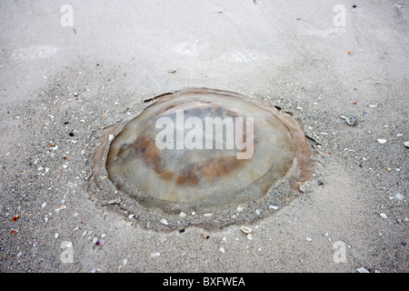 Quallen am Sandstrand, Anna Maria Island, Florida, Vereinigte Staaten von Amerika Stockfoto