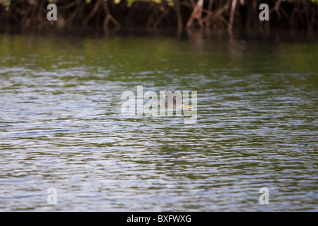 Gekerbten Reiher (Butorides Striata Striata), südamerikanischen Unterarten im Flug in einer Mangrove auf Isabela Island, Galapagos. Stockfoto