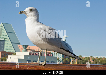 Ring in Rechnung seagull Larus delawarensis ruht auf Zaun Stockfoto