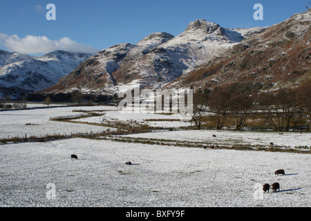 Bereich der Schafe im Langdale Pikes Lake District im Winter Stockfoto