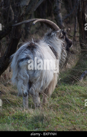 Verwilderte Ziegen (Capra Aegagrus Hircus) am Fuße des Tryfan in Nord-Wales Stockfoto