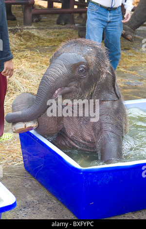 Baby-Elefanten (fünf Monate alt) spielen in Plastikeimer gefüllt mit Wasser zu bleiben, Elefant, Elephant Conservation Center, Thailand Stockfoto