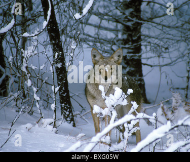 Kojote im Schnee, Yosemite National Park, Kalifornien. Stockfoto