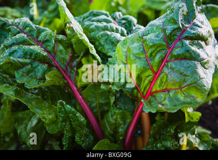 Detailansicht des roten Mangold im Garten. Seattle, WA, USA. Stockfoto