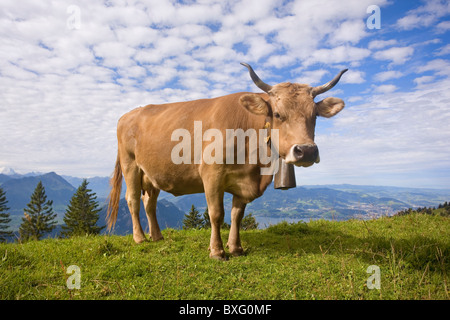 Alpine Kuh mit Glocke auf der Rigi, mit Blick auf den Vierwaldstättersee, Schweiz Stockfoto