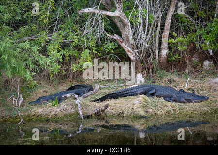 Alligatoren in Turner River, Everglades, Florida, Vereinigte Staaten von Amerika Stockfoto