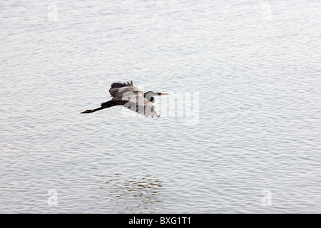 Great Blue Heron im Flug, Everglades, Florida, Vereinigte Staaten von Amerika Stockfoto