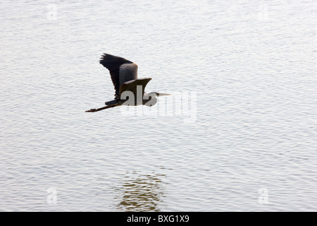 Great Blue Heron im Flug, Everglades, Florida, Vereinigte Staaten von Amerika Stockfoto